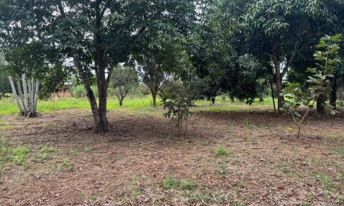 WhatsApp Image 2025-04-30 at 18.25.40 (4)